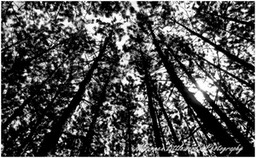 2010 November - Untitled - Patterned Trees (Grundy Lake, ON)