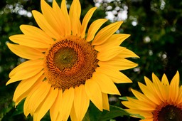 © M Littlewood Sunflowers #1 0549-Editsmall