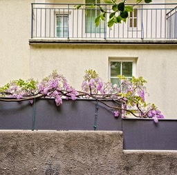 © N Shields Garden Wall Defined_Bolzano