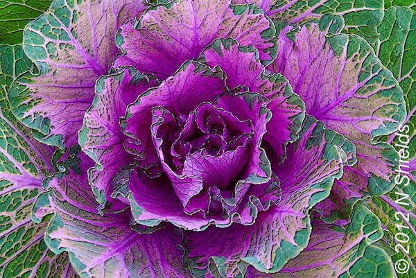 © N Shields Ornam Cabbage #5 PEd