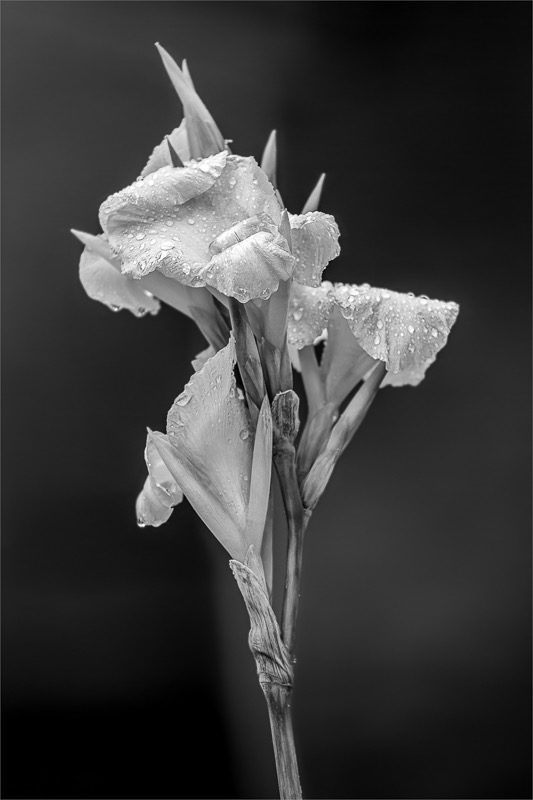 © S Shanly Gladiolus in the Rain