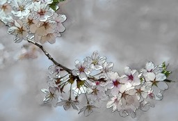 Cherry Blossoms UC&P
