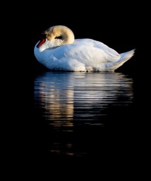 Kersti Meema - Swan reflecting