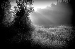 Meadow Morning - Copy